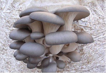 Hlva stin M13 - Pleurotus ostreatus - kolkov sadba