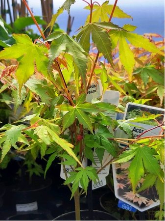 Javor dlanitolist - Acer palmatum KATSURA