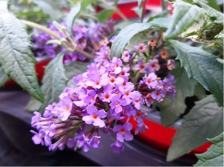 Buddleja davidii SUMMER BIRD PINK - rov