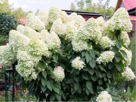 Hortenzie latnat - Hydrangea paniculata POLAR BEAR - bl, C 1,4 L