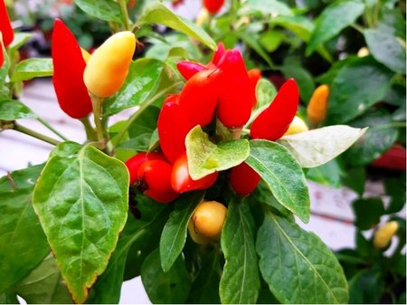 Chilli paprika PEQUIN MIX
