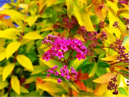 Tavolnk - Spiraea bumalda GOLDFLAME