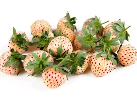Jahodnk bl ANANAS - 1 sazenice v kontejneru