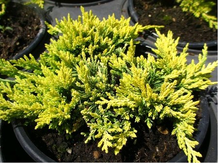 Jalovec plaziv - Juniperus hor. GOLDEN CARPET