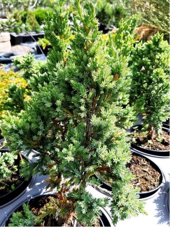 Jalovec upinat - Juniperus squamata BLUE COMPACT
