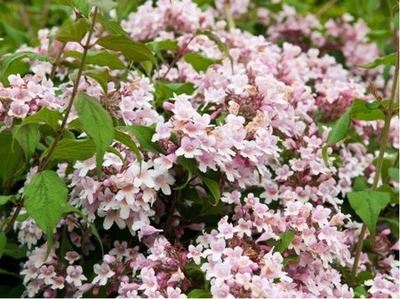 Kolkvcie krsn - Kolkwitzia amabilis PINK CLOUD - sv. rov, C 2 l