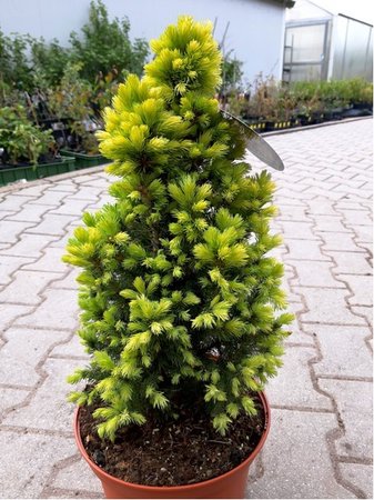 Smrk siv - Picea glauca SUN ON THE SKY