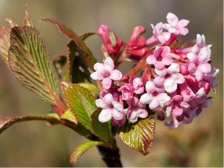 Kalina vonn - Viburnum farreri