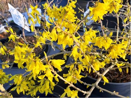 Zlatice - Forsythia MAREE DOR