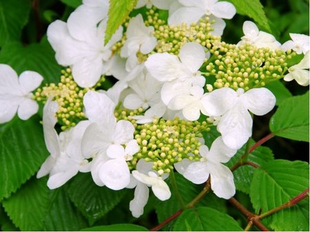 Kalina japonsk - Viburnum plicatum MARIESII - kmen 100cm