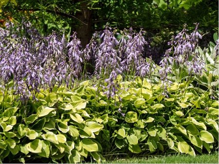 Hosta fortunei AUREOMARGINATA