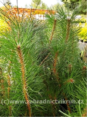 Borovice ern - Pinus nigra,  C 2 l