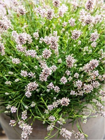 Levandule lkask SCENT WHITE EARLY - bl