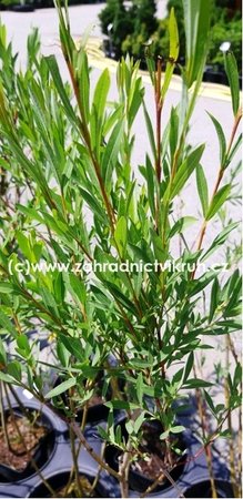Vrba nachová - Salix purpurea GRACILIS