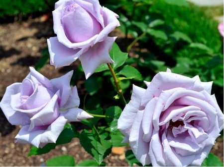 Růže MAINZNER FASTNACHT - velkokvětá, světle fialová