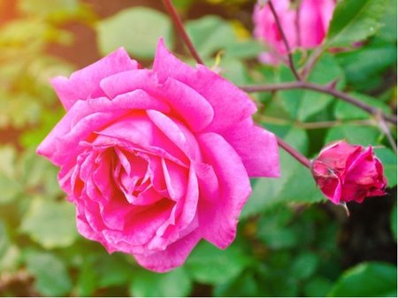 Růže PINK CLOUD - pnoucí, růžová