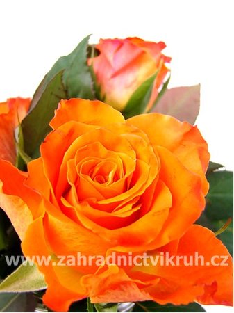 Růže ORANGE - polyantka, oranžová