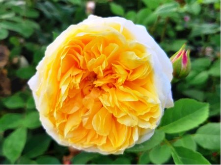 Růže GRAHAM THOMAS - anglická, žlutá