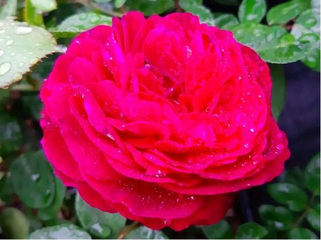 Růže EMPRIENTE - sadová, purpurová