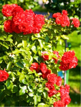 Růže MUSIMARA - pnoucí, červená