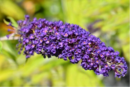 Buddleja davidii NANHO BLUE - modr, C 1,4 l