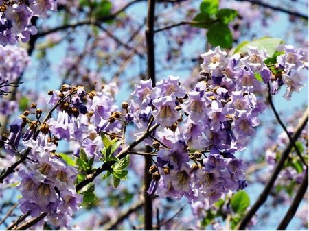 Paulownia tomentosa