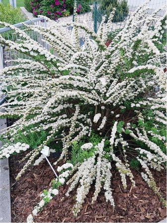 Tavolnk bl - Spiraea nipponica SNOWMOUND, C 1,4 l