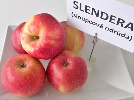 Sloupovitá jabloň SLENDERA® - podn. MM106
