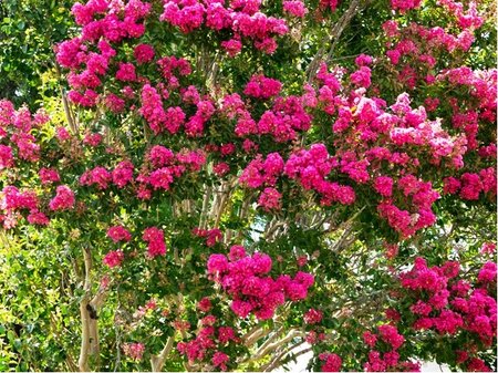 Pukol - Lagerstroemia indica RED IMPERATOR