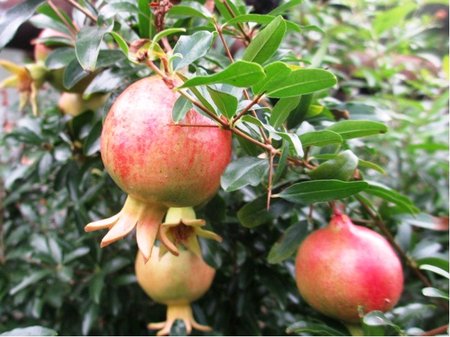 Granátové jablko NANA GRACILISSIMA