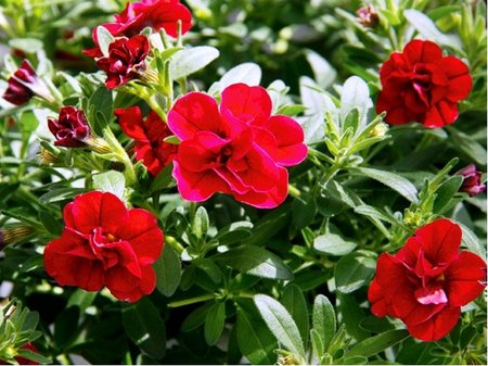 Million Bells selMiniFamous Uno Double Red 24 - erven, plnokvt
