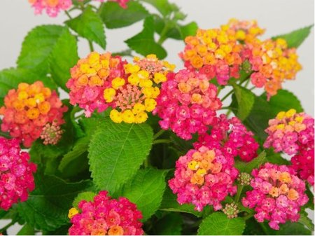 Lantana SunFun Sunrise Cherry - rovooranov