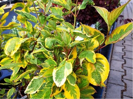 Svda bl - Cornus alba SPAETHII, C 2 l