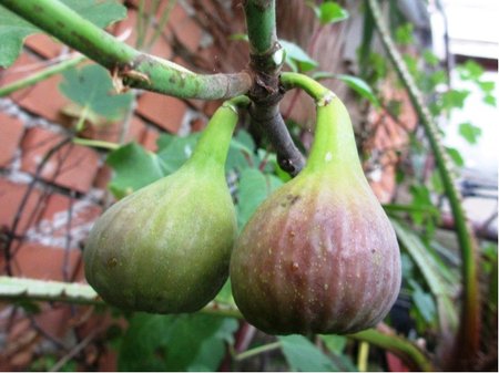 Fkovnk MADELEINE DES DEUX SAISONS