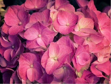 Hortenzie latnat - Hydrangea paniculata WIMS RED, K 19