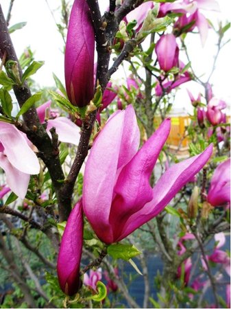Magnolie SUSAN - růžová, výška 80 - 100 cm