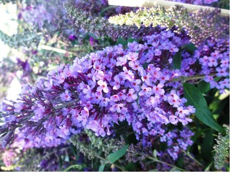 Buddleja davidii EMPIRE BLUE - modrofialov, K 19