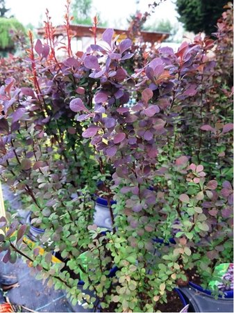 Dil Thunbergv - Berberis thunbergii CHOCOLATE SUMMER, C 3 l