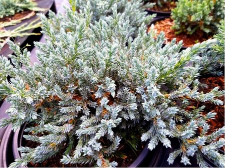 Jalovec upinat - Juniperus squamata TROPICAL BLUE, C 2 l