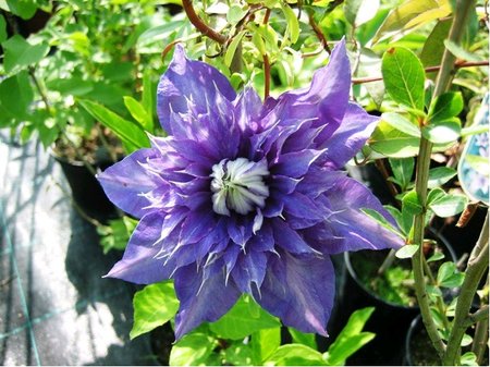 Clematis MULTI BLUE - plnokvt, modr