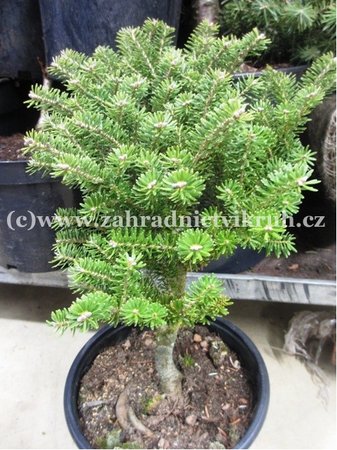 Jedle korejsk - Abies koreana FLIEGENDE UNTERTASSE, C 5 l