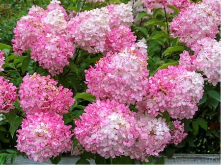 Hortenzie latnat SUNDAE FRAISE - blorov, C 1,4 l