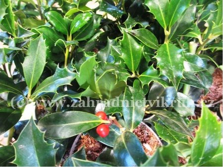 Cesmna modr - Ilex meserveae HECKENPRACHT, C 3 l