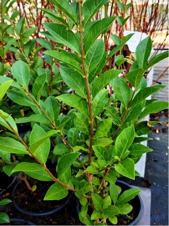 Pta zob - Ligustrum ovalifolium