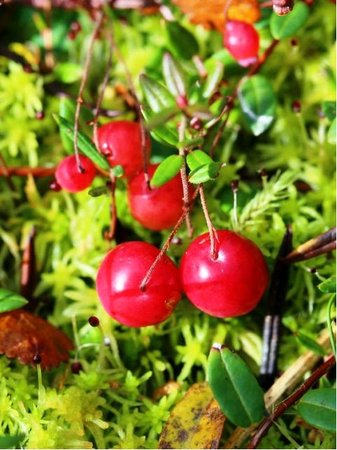 Brusinka BEN LEAR - vaccinium macrocarpon