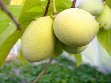 Asimina triloba MANGO