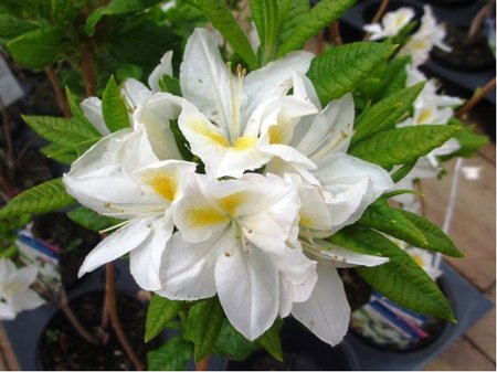 Azalka velkokvt - Azalea mollis PERSIL - bl