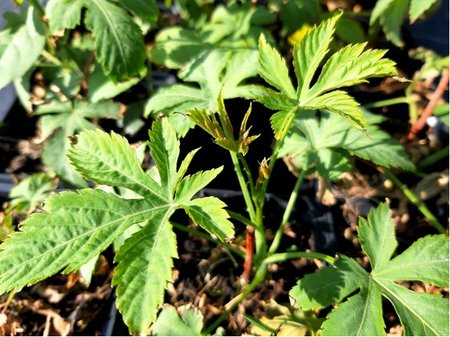 Sladkolist malina SWEETLEAF