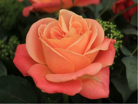 Růže TROIKA - velkokvětá, oranžovorůžová