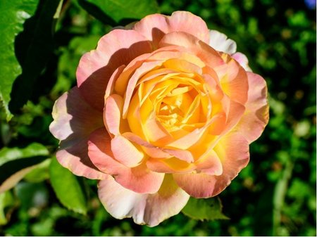 Růže TZIGANE - polyantka, růžovožlutá